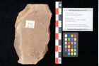 Foto (Objekt + Etikett) von Quercus palaeoilex Ettingshausen (NHMW-GEO-2024-0188-0782)